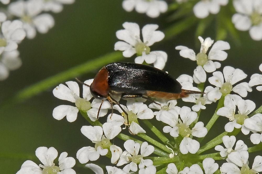 Mordellochroa abdominalis?